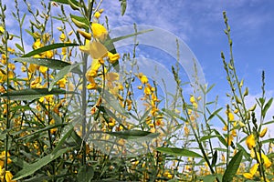 Crotalaria juncea yellow flowers blooming blurred background with copy space isolated on blue sky and white cloud in the garden.