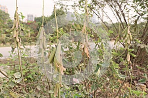 Crotalaria pallida plant on field