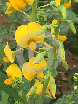 Crotalaria Rattlebox Spectabilis (Cat's Bell) Wildflower photo
