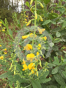 Crotalaria Rattlebox Spectabilis (Cat's Bell) Wildflower photo