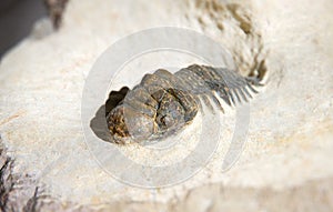 Crotalocephalus Gibbus trilobite fossil close up in a bedrock base