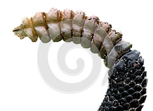 Crotalus adamanteus, venomous eastern diamondback rattlesnake, snake rattle against isolated white background cutout,  9 buttons photo