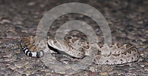 Crotalus atrox