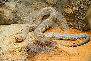 Crotalus durissus unicolor, Aruba island rattlesnake, Cascabel. Rare endemic snake from Aruba island. Dangerous poison snake at na photo