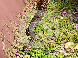 Crotalus durissus walking