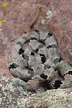 Crotalus lepidus klauberi