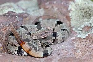 Crotalus lepidus klauberi