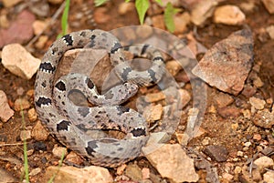 Crotalus lepidus klauberi