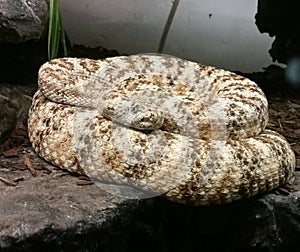 Crotalus mitchelli phyrrus photo