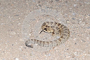 Crotalus molossus - Blacktail Rattlesnake - Reptile