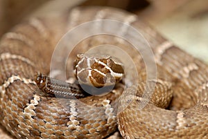 Crotalus willardi