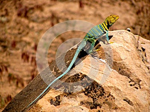 The crotaphytus collaris so called collared lizard.