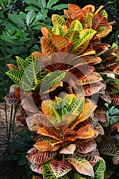 Croton