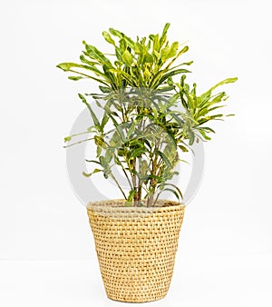 Croton codiaeum mammi in a decorative basket isolated on white background