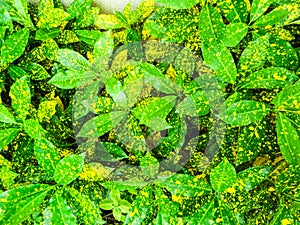 Croton,Codiaeum variegatium Blume, is plant to decor in gar