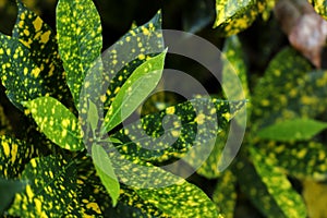 Croton, Codiaeum variegatum L. Blume, is a plant in the garden with colourful yellow spots on the leaves