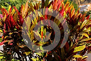 croton Codiaeum variegatum plant growing in tropical island garden