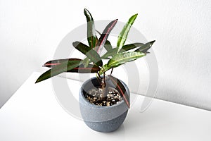 Croton (codiaeum variegatum) with yellow and red variegation photo