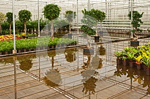 Croton and Ficus plants in a plant nursery