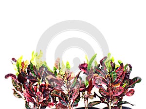 croton Green hedge house plant isolated on white background