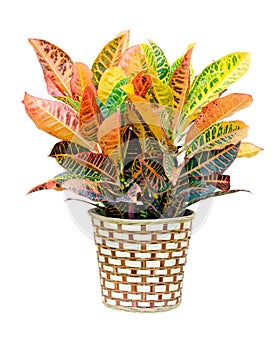 Croton house plant