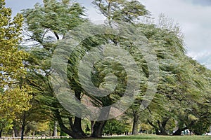 Croton-on-Hudson, New York, USA: Willow trees blowing in a strong wind