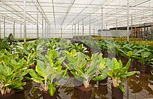 Croton hydroculture plants in a nursery photo