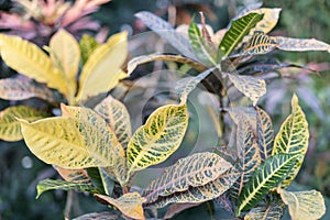 Croton with large yellow-green leaves