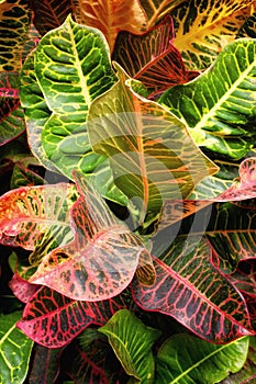 Croton Leaves