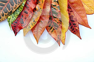 croton leaves