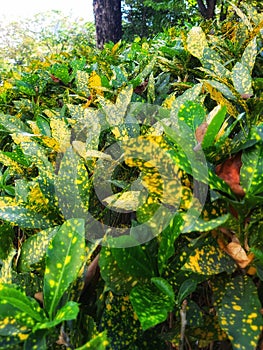 Croton leaves are clustered green with yellow spots