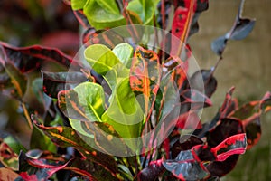 Croton Mammy Leaves in a Tropical Garden, Orlando, Florida