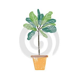 Croton plant in ceramic pot flat vector illustration. Trendy potted evergreen houseplant isolated on white background