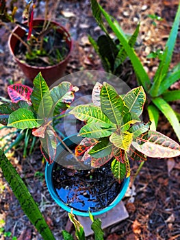 Croton plant Codiaem variegatum beautiful multicolored glossy leaves garden image background