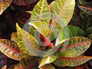 Croton Plant in a Garden photo