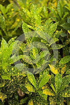 Croton plant. Kenya, Africa