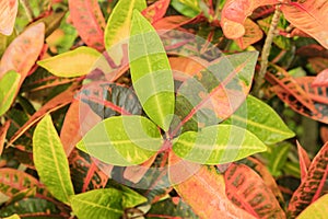 Croton Plant Leaves Closeup Macro Colorful