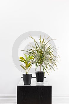 Croton plant and Madagascar dragon tree in black pots