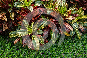 Croton plants