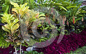 Croton plants with colorful leaves