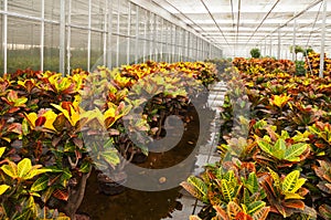 Croton plants in a hydroculture plant nursery photo