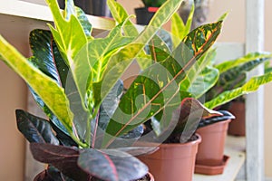 Croton or Puring Codiaeum variegatum - beautiful home plant. Striped leaves plant, garden ornamental plant, plants in pot