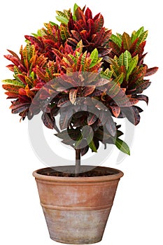 Croton tree in flowerpot