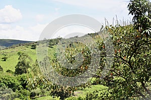 The Croton urucurana tree full of flowers in the field