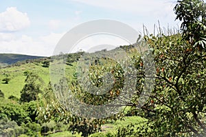 The Croton urucurana tree full of flowers in the field photo