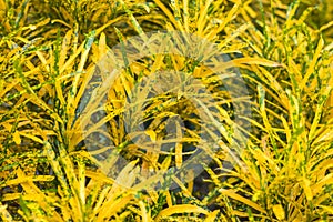 Croton variegated laurel close leaf plant on decorative tree  planting nature  background