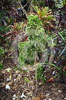 Croton â€˜Ramâ€™s Horn, Codiaeum variegatum