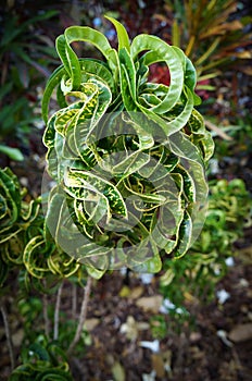 Croton â€˜Ramâ€™s Horn, Codiaeum variegatum