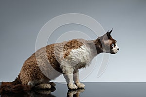 Crouched Devon Rex in Profile view on Gray