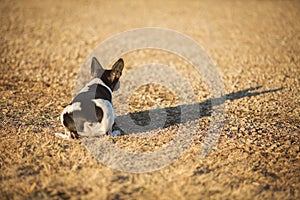Crouched Rat Terrier dog